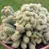 Mammillaria_elongata_cristata_2